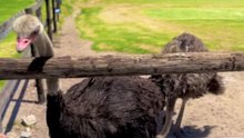 Woman’s attempt to feed an ostrich quickly spirals into a comical vacation mishap
