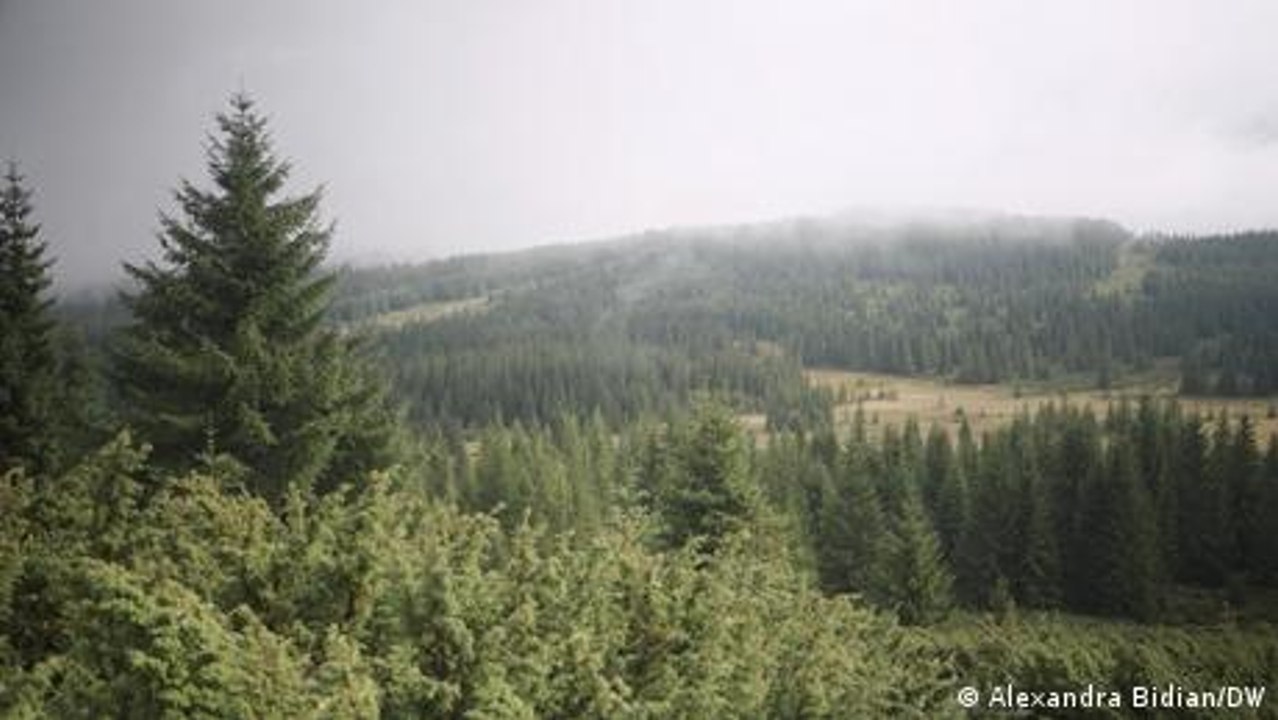Die rumänischen Karpaten werden grüner, auch wegen des Klimawandels