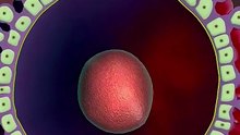 Fertilization_Process_3D_Animation_#fertilityjourney_#fertilization