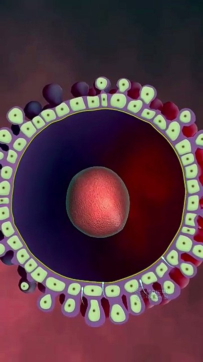 Fertilization_Process_3D_Animation_#fertilityjourney_#fertilization