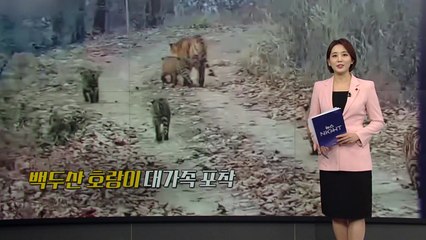 아기 호랑이가 하나 둘 셋.. 다섯마리? 백두산 호랑이 대가족 포착 [앵커리포트] / YTN