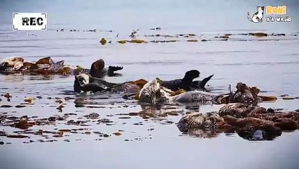 🦦 Bulu luar biasa berang-berang laut!   Mereka punya bulu terlebat di dunia—hingga sejuta helai per inci persegi! Bulu ini menjaga tubuhnya tetap hangat meski di air sedingin es ❄️🌊