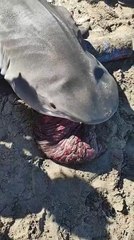 Aparece tiburón tigre y lo hacen banquete en playa de Corozal, La Ceiba