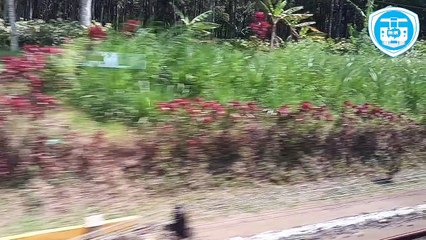 Trip KA Pandanwangi Banyuwangi Jember PP (Ketika Si Anomali Turun Kelas Jadi Semi Rapid)