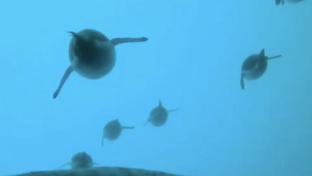 Rare footage captures penguins swimming at hidden angles and reveals new behaviour
