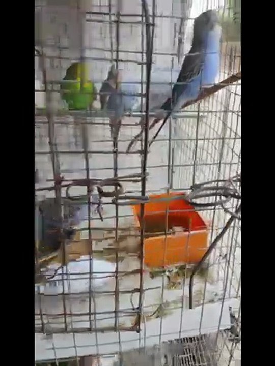 Love Bird