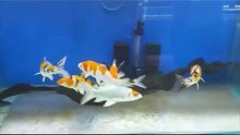 Melihat Ikan Koi Fish