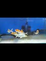 Melihat Ikan Koi Fish