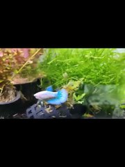 Most Beautiful Fighter Betta Fish