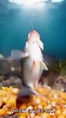 A Fish Fishing for Anglers Chinese Drama [Engsub]