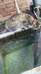 #funny video #shortvideo #viralvideo #funnyadda#