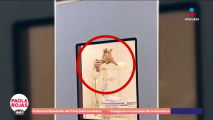 Encuentran mapaches en quirófano del ISSSTE en Acapulco | DPC con Paola Rojas