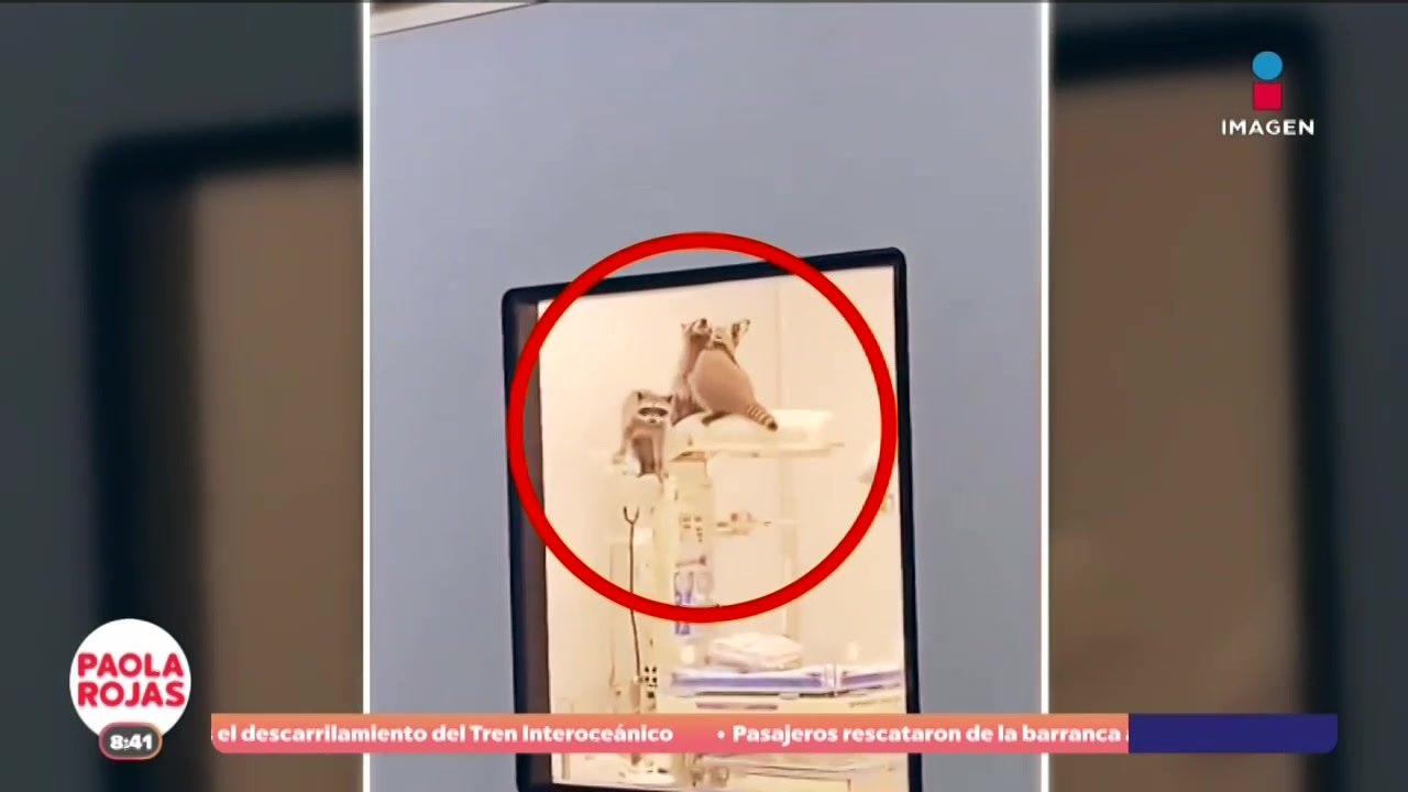 Encuentran mapaches en quirófano del ISSSTE en Acapulco | DPC con Paola Rojas