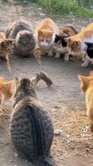 Kätzchen furzt Maus zu Tode