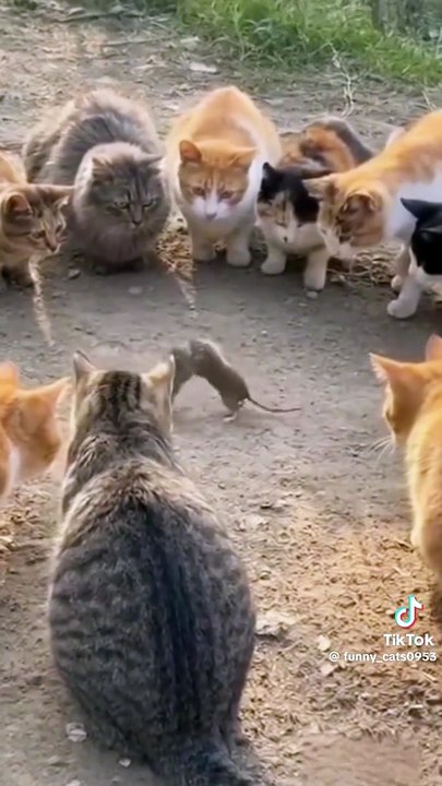 Kätzchen furzt Maus zu Tode