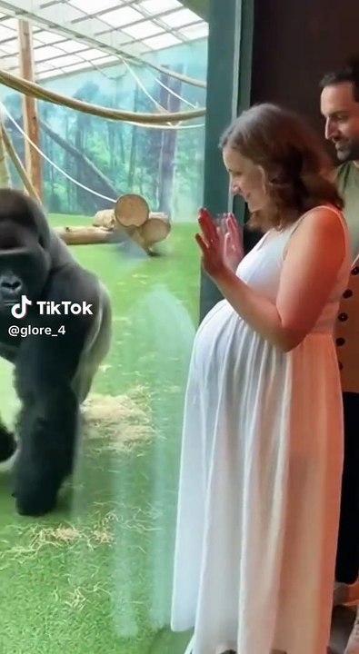 Gorilla präsentiert seine schwangere Frau