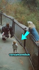 Das hätte niemand geglaubt Gorilla rettet kleines Kind