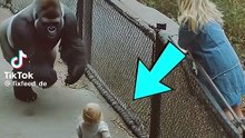 Das hätte niemand geglaubt Gorilla rettet kleines Kind