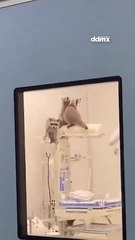 Mapaches se cuelan al quirófano del nuevo hospital del ISSSTE en Acapulco