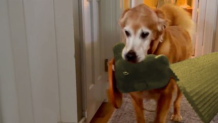 Golden Retriever Steals The Most Random Items And Brings Them To His Bed