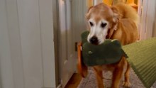 Golden Retriever Steals The Most Random Items And Brings Them To His Bed
