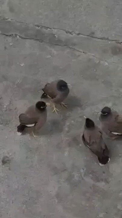 Birds meeting 🐦😂🤣