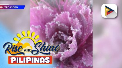 ‘Frost’ o Andap, tumama sa ilang taniman sa Atok, Benguet; Isang lokal na opisyal, nilinaw na walang malaking epekto ang pangyayari sa kanilang mga taniman | ulat ni Bridgette Fangosfian ng PTV Cordillera