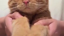 My orange cat learning a new trick before the New Year 😹