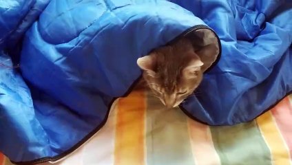 Behold, Cory dutifully tending to very important paperwork. | #SparklegleamFarm #Cory #farm #cats #catlovers #cute