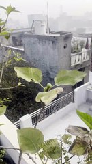 Harvesting fig from terrace garden again