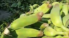 Banana ki videos #pahadifruit