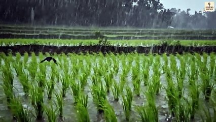 Cánh Chim Trong Mưa | Bolero Dân Ca Nam Bộ | Bolero Hoài Niệm (MV Official)