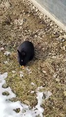 Visiting the swarm out in the snow. | #SparklegleamFarm #Bunny #farm #rabbit #farmanimals #cute