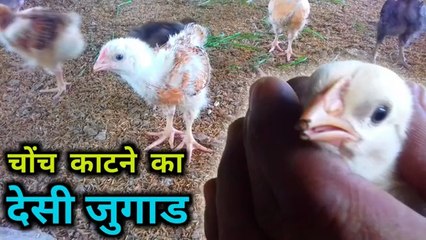 चोंच काटने का देसी जुगाड़ | desi murgi palan | desi murgi form business