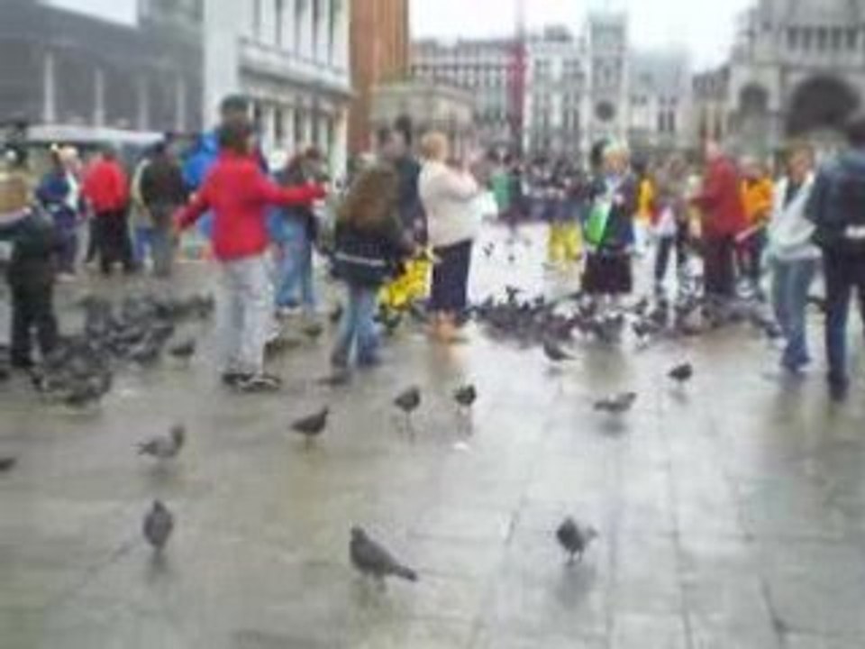 arno & les pigeons