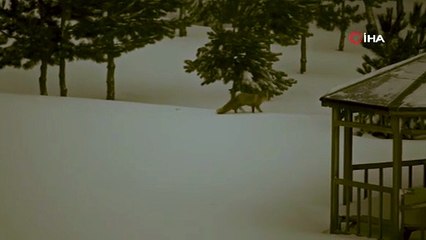 Aç kalan tilkiler yerleşim yerlerinde görüldü