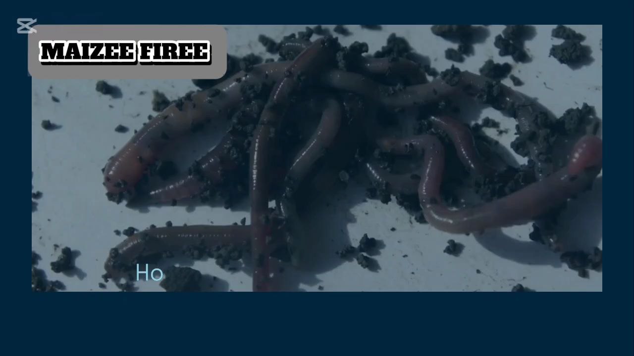 How to catch Ant's in their Mound?