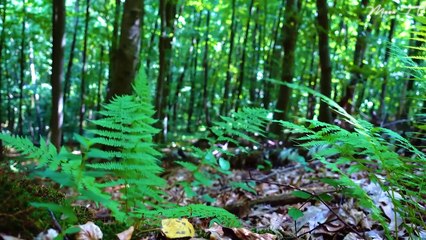 Mindfulness Meditation Music For Anxiety - Soothing Bell Chimes And Gentle Melodies