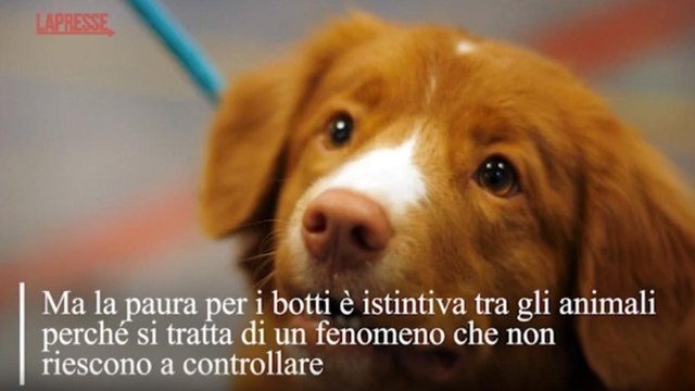 Cosa fare se il cane trema e guaisce a causa dei botti di Capodanno? In una videoscheda la guida per salvaguardare gli animali domestici