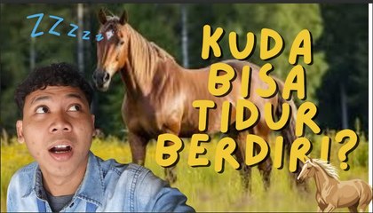 Benarkah Kuda Bisa Tidur Sambil Berdiri? Ini Fakta Ilmiahnya