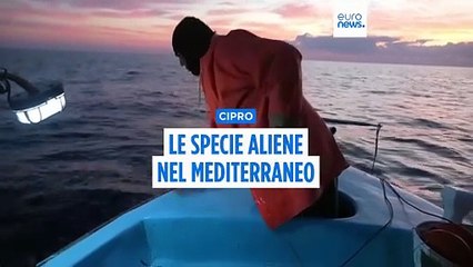 Specie aliene nel Mediterraneo: il pesce leone invade i mari, ma diventa una risorsa a Cipro