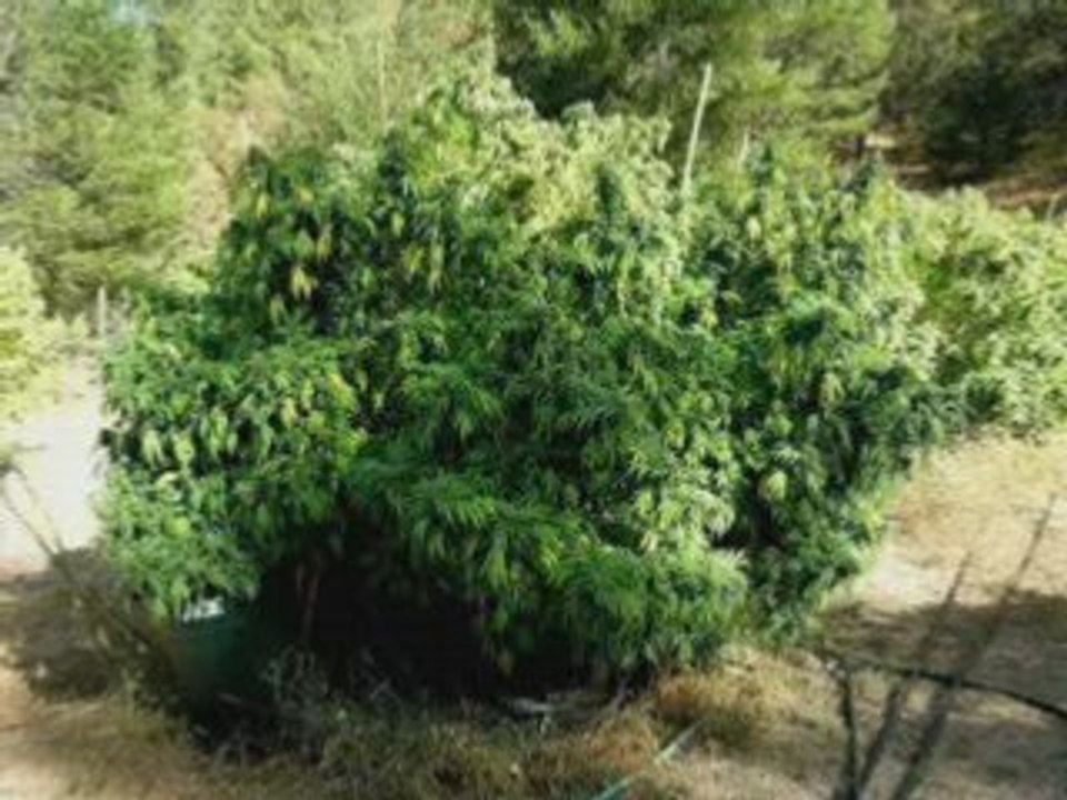 Exotic Chronic From Around the World