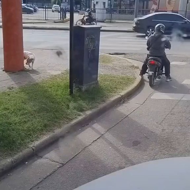 Taxi for a Dog