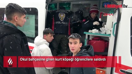 Okul bahçesinde korku dolu anlar! Kurt köpeği öğrencilere saldırdı: 3 yaralı