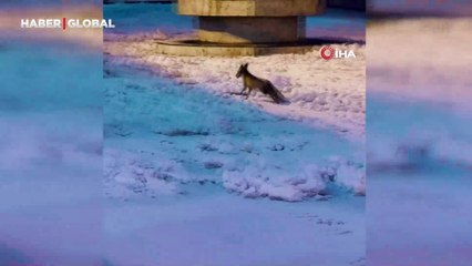 Balıklıgöl’e sürpriz ziyaretçi: Karda yiyecek bulamayınca...