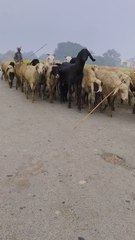 December Ka Aakhri Mausam 🌾 | Gaon Ka Khubsurat Seen Aur Kheti