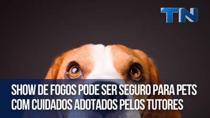 Show de fogos pode ser seguro para pets com cuidados adotados pelos tutores