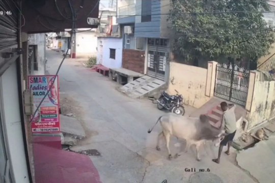 कोटा में सांड ने उठाकर फेंका, युवक बेहोश