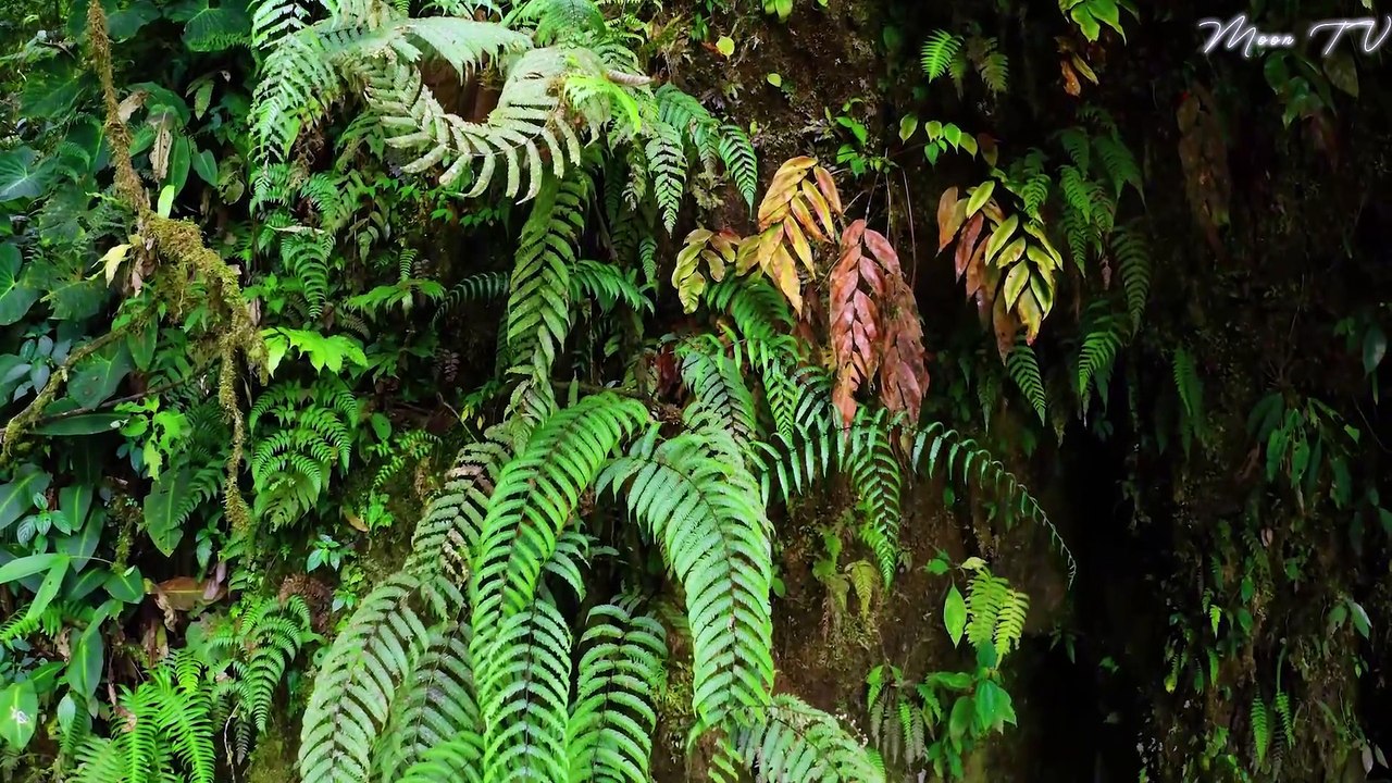 Healing Music For Mind And Body - Tranquil And Soothing Flute Music