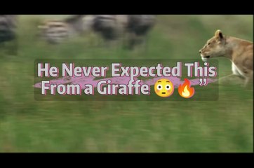 Everyone Thought the Lion Won… But THIS Ending Shocked Everyone 😱🦁